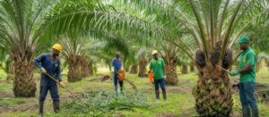 entretien plantation wint